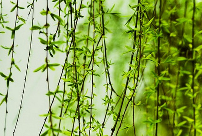  p>簸箕柳(学名: i>salix suchowensis /i> cheng)是杨柳科柳属的植物