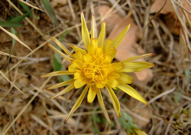  p>老虎嘴,桃叶鸦葱:多年生草本.
