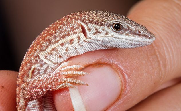  p>短尾巨蜥(学名: i>varanus brevicauda /i>)是 a href="#" data