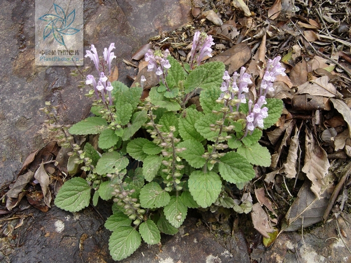 scutellaria indica var. elliptica