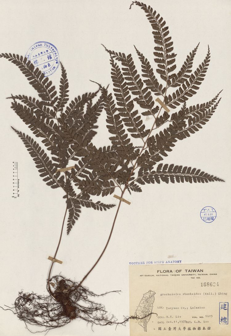  p>方秆蕨(学名: i>glaphyropteridopsis erubescens /i> (hook.
