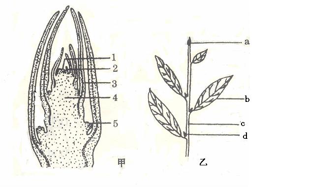  p>芽是尚未发育成长的枝或花的雏体.芽的组成.