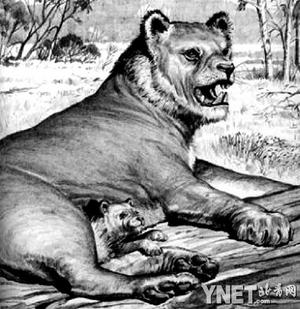  p>袋狮(学名: i>thylacoleo /i>)是一种生活在澳大利亚的 a href="#"