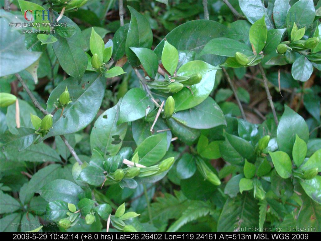  p>山黄皮属( a target="_blank" href="/item