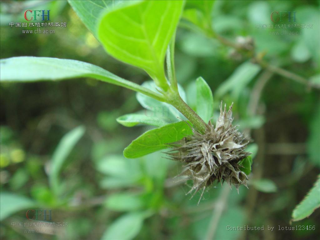  p>白马骨属(拉丁文:serissa comm. ex a. l.