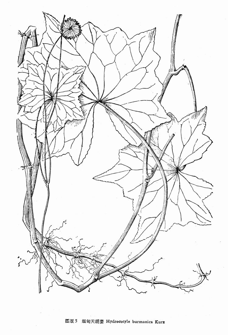  p>缅甸天胡荽(学名:hydrocotyle hookeri (c. b.