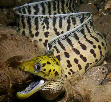 bleeker, 1863),为 a target="_blank" href="/item/海鳝科/10991306"