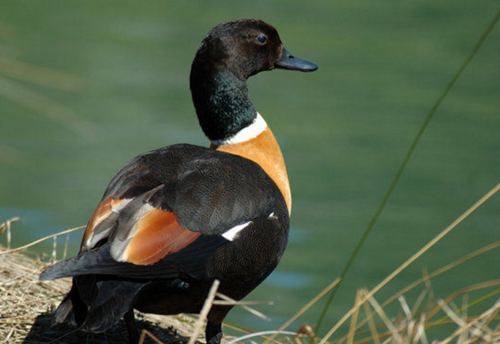  p>棕胸麻鸭(学名:tadorna tadornoides)是鸭科的鸟类,喜成群,栖息于