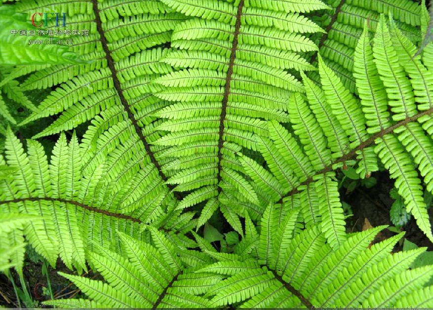 是鳞毛蕨科鳞毛蕨属植物,植株高60-80厘米.