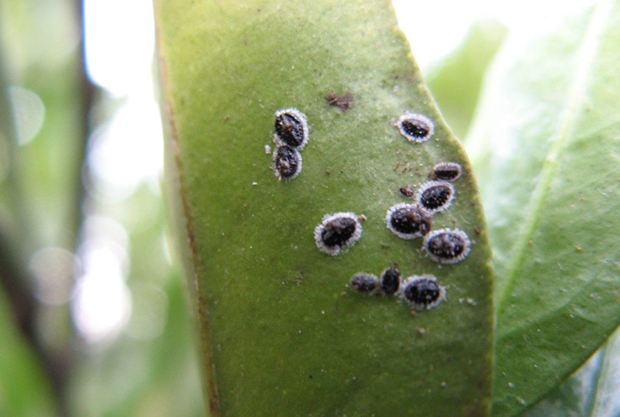 属 a href="#" data-lemmaid="15562883">同翅目粉虱科 /a>.