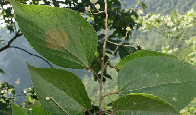 山拐枣属, a target="_blank" href="/item/大风子科/1626123" data