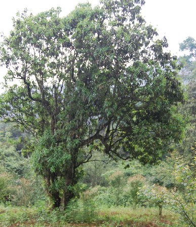  p>红白茶是白茶中的稀有品种,原产于中国 a targ