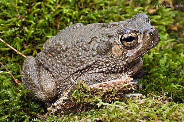  p>蟾蜍,也叫 a target="_blank" href="/item/蛤蟆">蛤蟆 /a>há ma