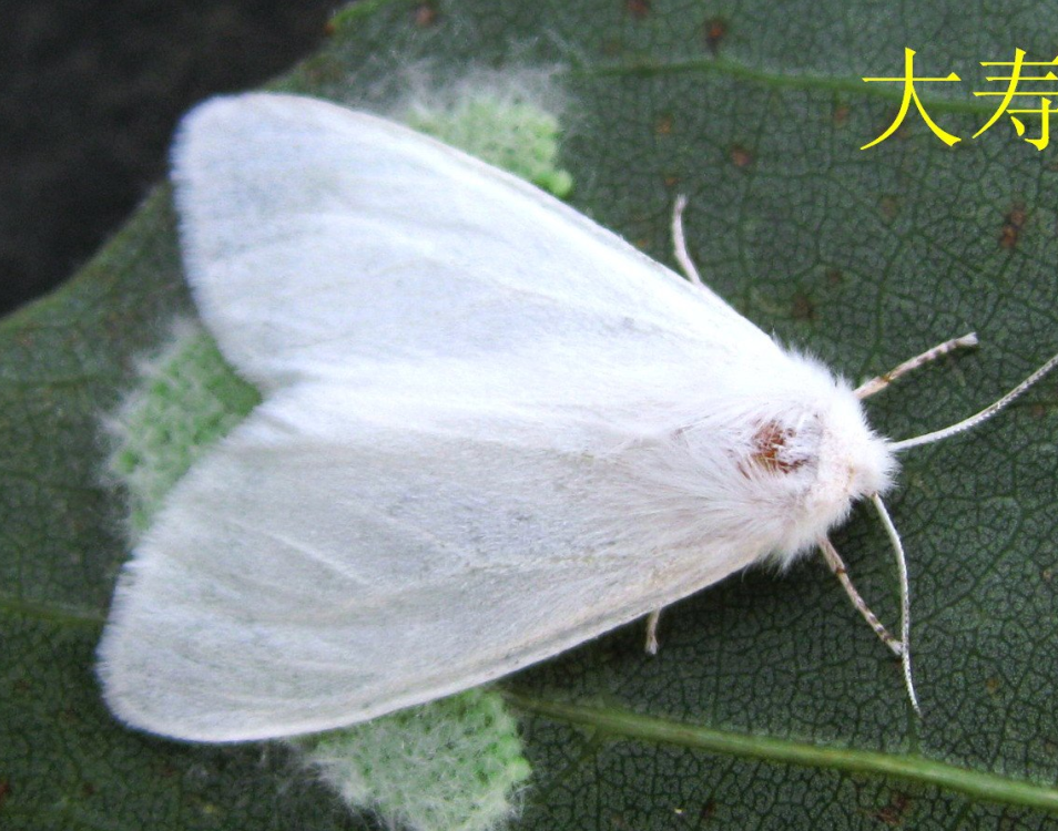 白蛾(学名: i>hyphantria cunea /i>)是灯蛾科,白蛾属蛾类,为白色蛾子