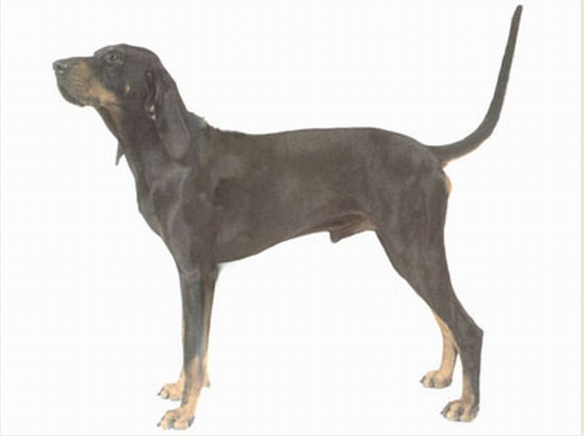 布鲁特克猎熊犬