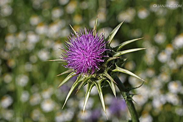  p>水飞蓟(学名: i>silybum marianum /i>  (l.) gaertn.