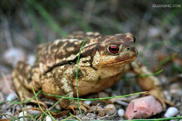  p>蟾蜍,也叫 a target="_blank" href="/item/蛤蟆">蛤蟆 /a>há ma