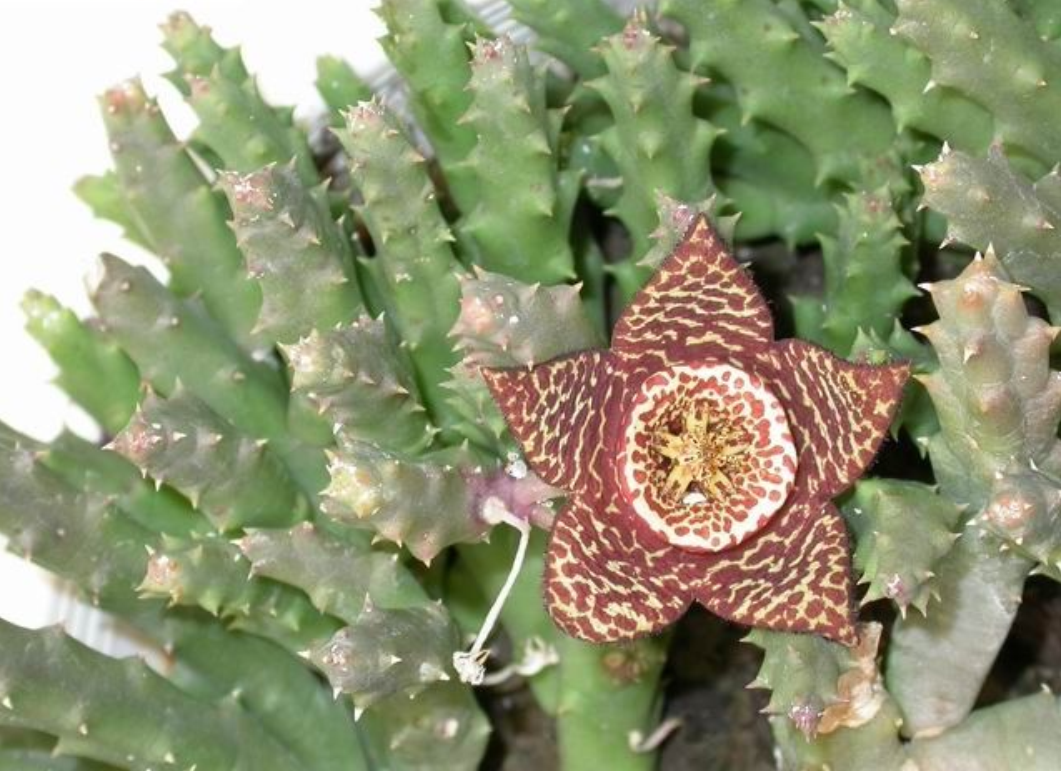 c. leach)是马利筋亚科豹皮花属植物.