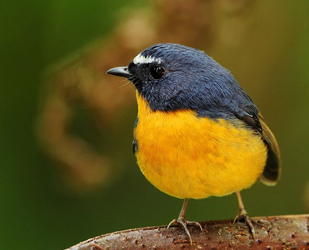 ficedula hyperythra pallidipectus