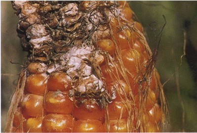 玉米粉红聚端孢穗腐病