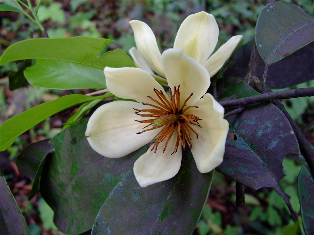  p>乐昌含笑,又名南方白兰花,广东含笑,景烈白兰,景烈含笑.