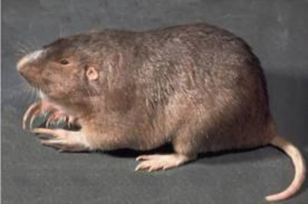  p>平原囊鼠得克萨斯州亚种(学名: i>geomys bursarius terricolus /i