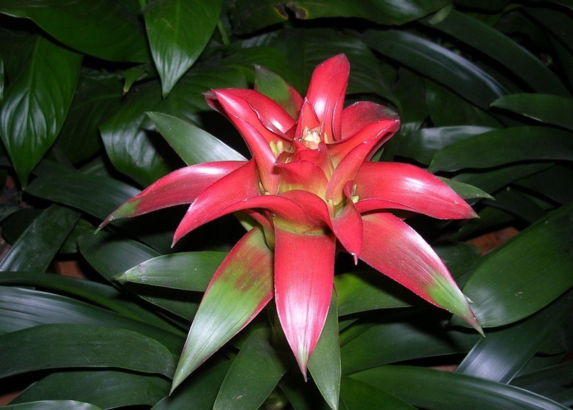 billbergia pyramidalis