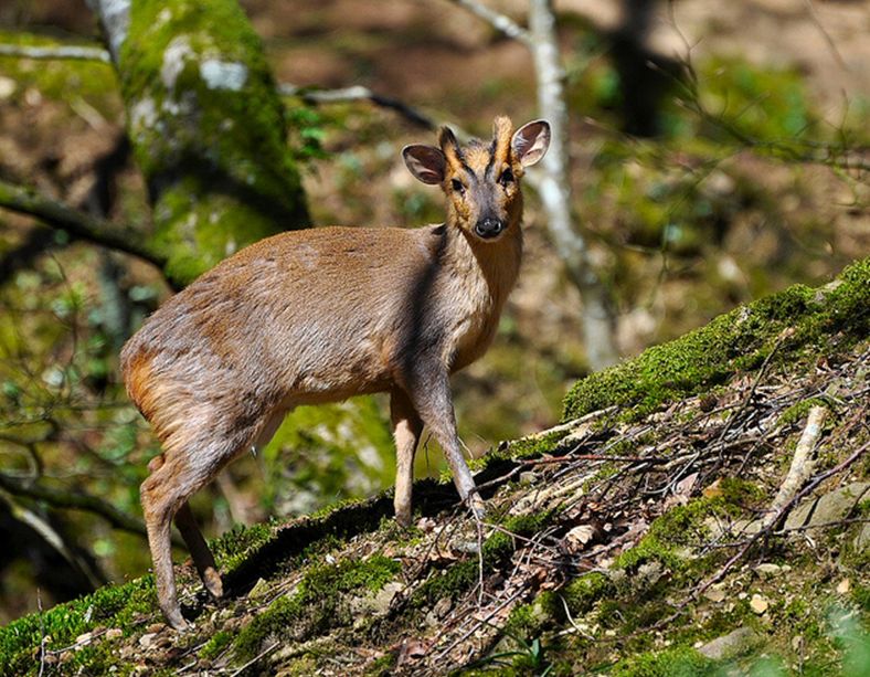  p>小麂(学名: i>muntiacus reevesi /i>)是一种小型的鹿科动物,栖息