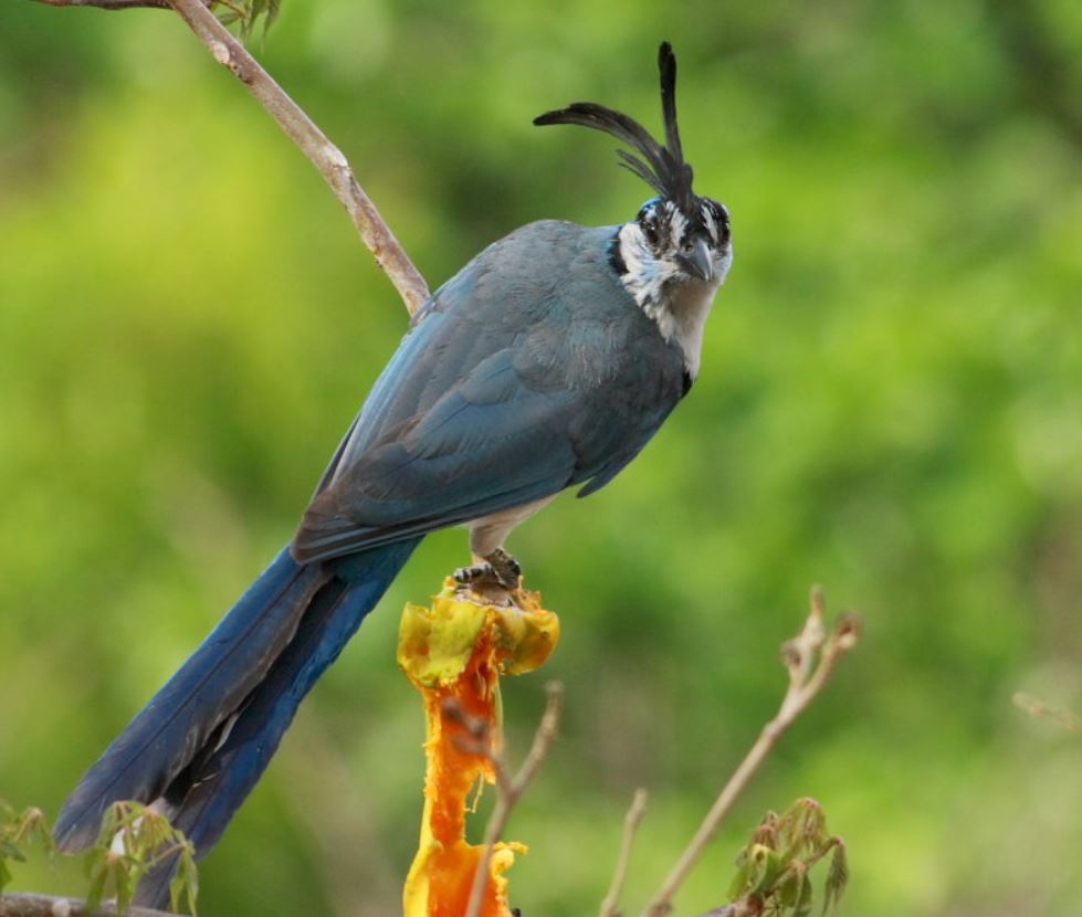  p>黑喉鹊鸦(学名: i>calocitta colliei /i>):体重225–251克,体长58