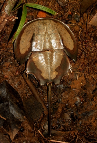  p>圆尾蝎鲎(学名: i>carcinoscorpius rotundicauda /i>):鲎科,蝎鲎