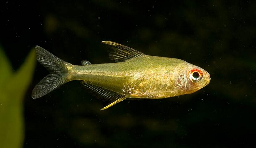  p>柠檬灯鱼,学名为丽鳍望脂鲤 (hyphessobrycon pulchripinnis),又称