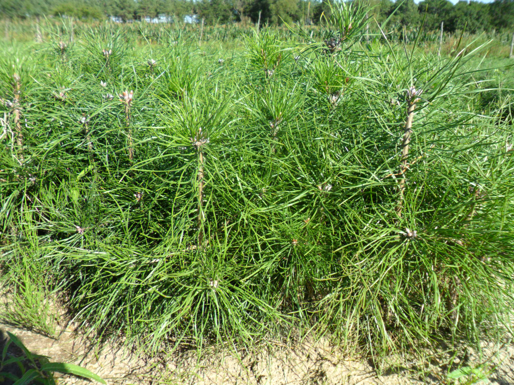  p>油松(学名: i>pinus tabuliformis /i> carr.