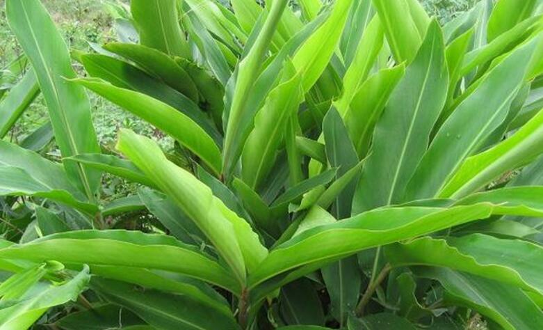  p>绿苞山姜(学名: i>alpinia bracteata /i> roxb)是姜科,山姜属