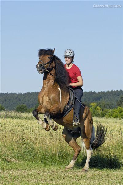  p>世上保持最纯洁血统的 a href="#" data-lemmaid="10530701">马种 