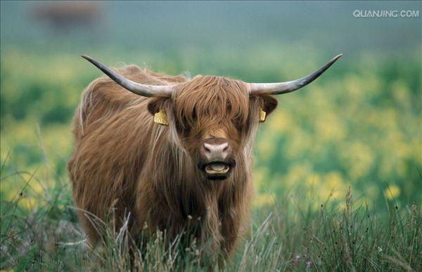  p data-id="gnwqzfhp5s">地牛,动物,在夏季比较闷热的天气里,一般是