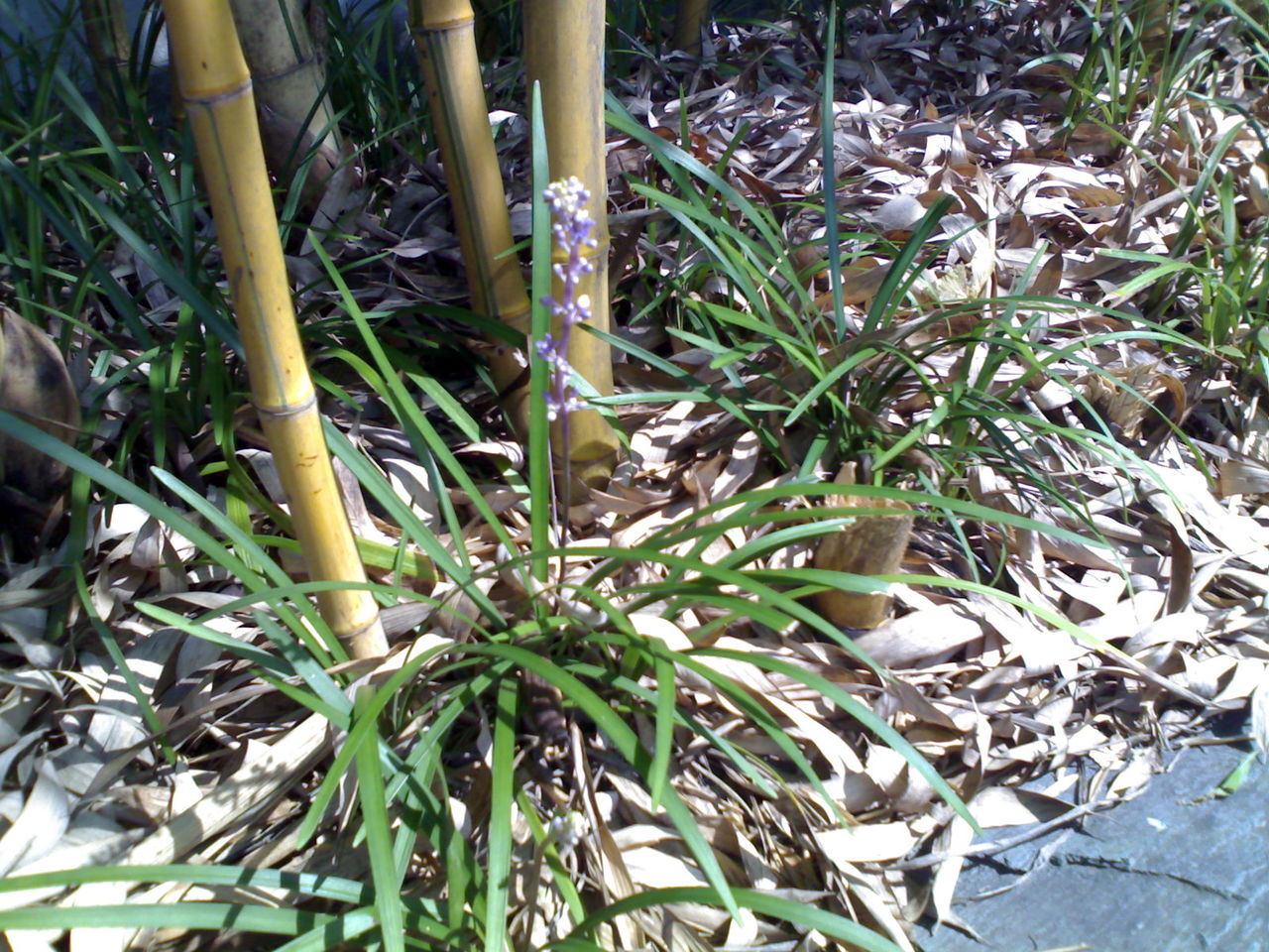 是爵床科观音草属多年生,直立草本植物,高可达1米;枝多数对生, a