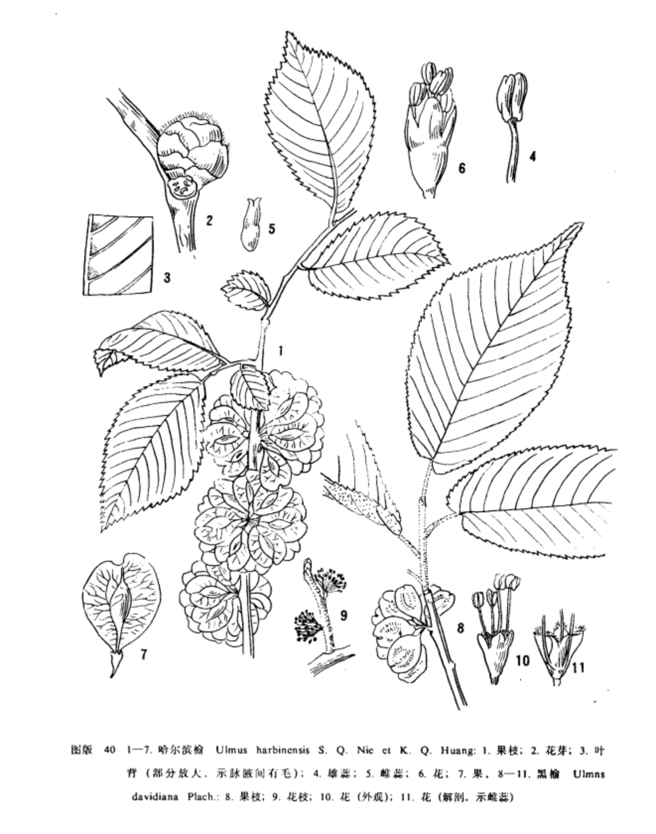 ulmus harbinensis s. q. nie et k. q. huang