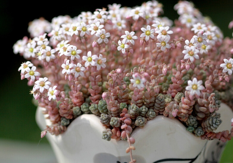  p>姬星美人是 a href="#">景天科 /a> a href="#">景天属 /a>的 a