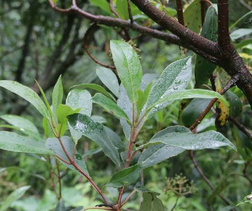  p>水红木(学名: i>viburnum cylindricum /i> buch. -ham. ex d.