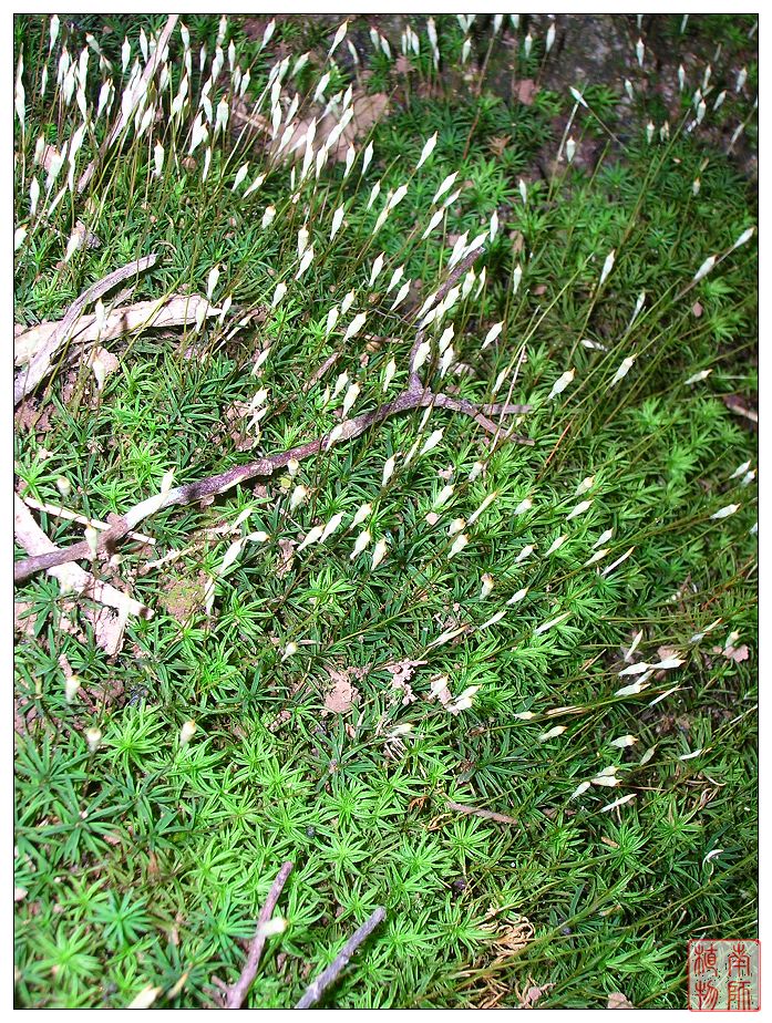  p>尖顶紫萼藓(grimmia apiculata hornsch),其多生于 a>海拔 /a>2300