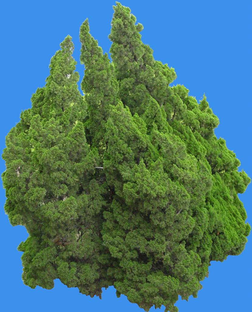 柏树