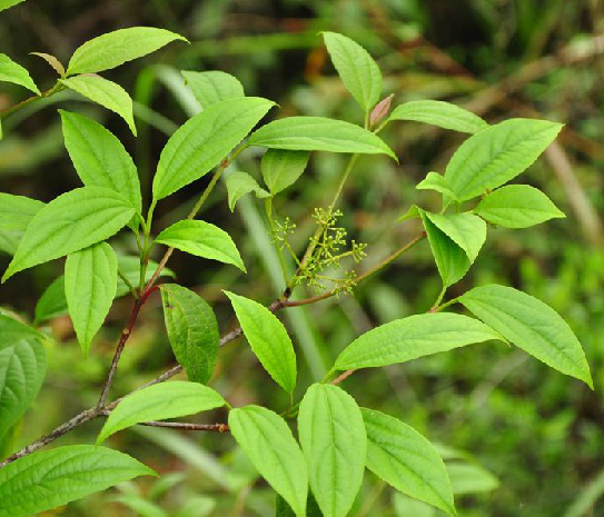 data-lemmaid="6763949">忍冬科 /a>植物水红木 i>viburnum cylindric