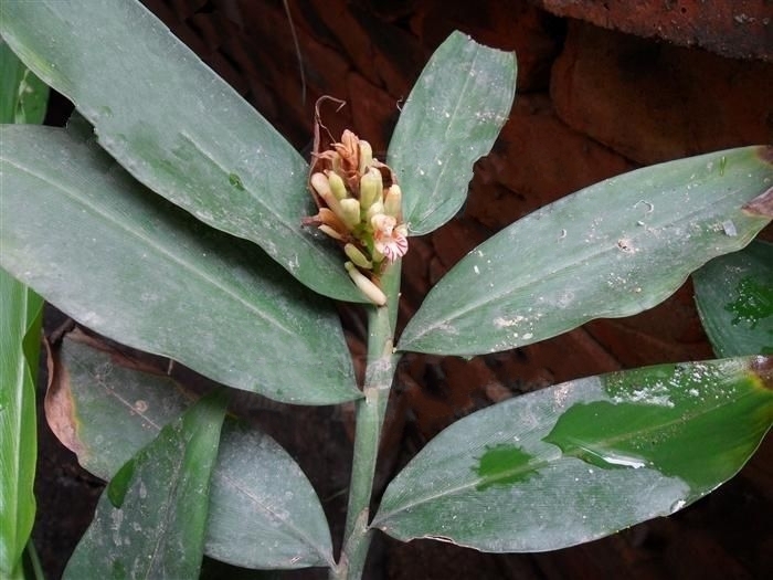 fang)是姜科, a target="_blank" href="/item/山姜属/84