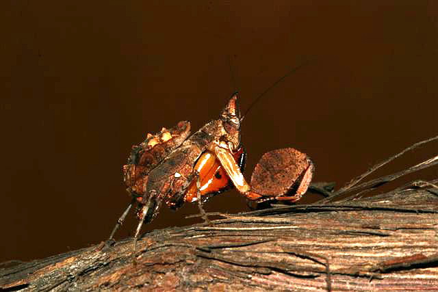  p>巨腿螳,也叫拳师螳螂,中等大小的螳螂,有着几乎和体型不成比例的