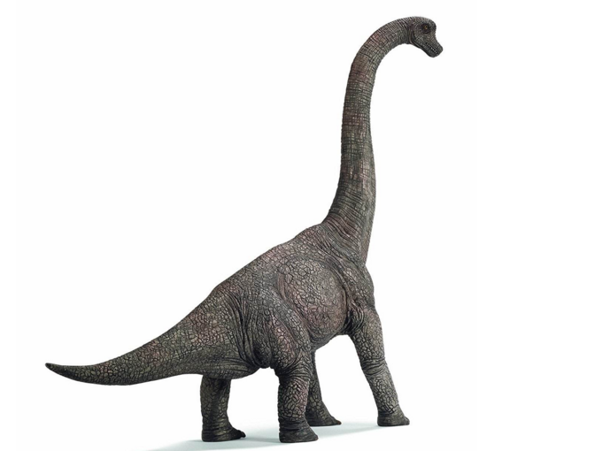 它们是群草食性四足恐龙,前肢长于后肢,并拥有45度角倾斜的长颈部.