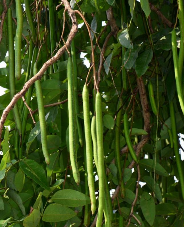  p>阿勒勃,别称忽野檐默,为豆科植物腊肠树的果实. /p>