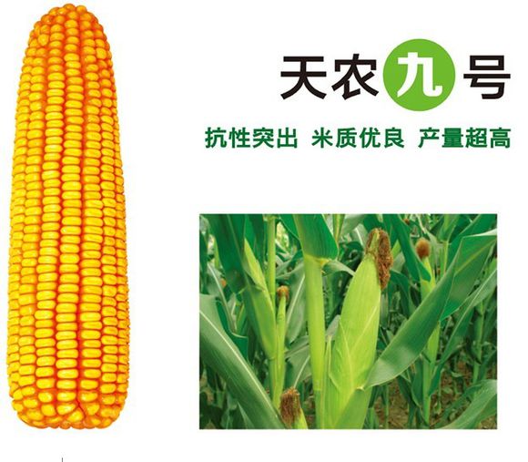 p>天农九, a target="_blank" href="/item/玉米种子/8931558" data