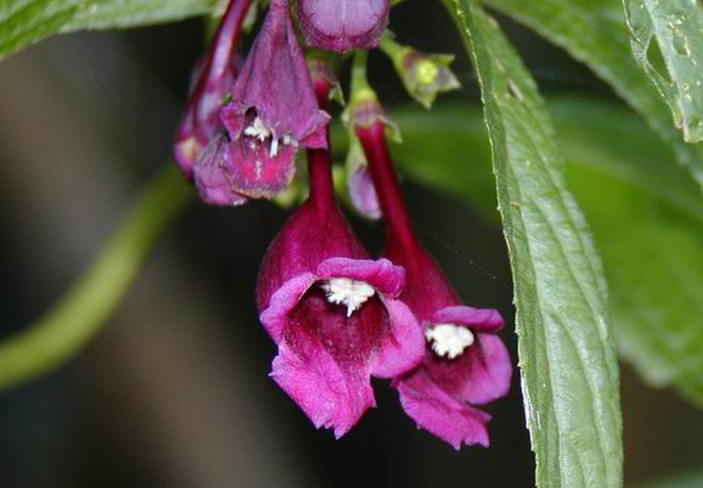  a href="#" data-lemmaid="9551471">聚伞花序 /a>腋生,二歧,蝎尾状