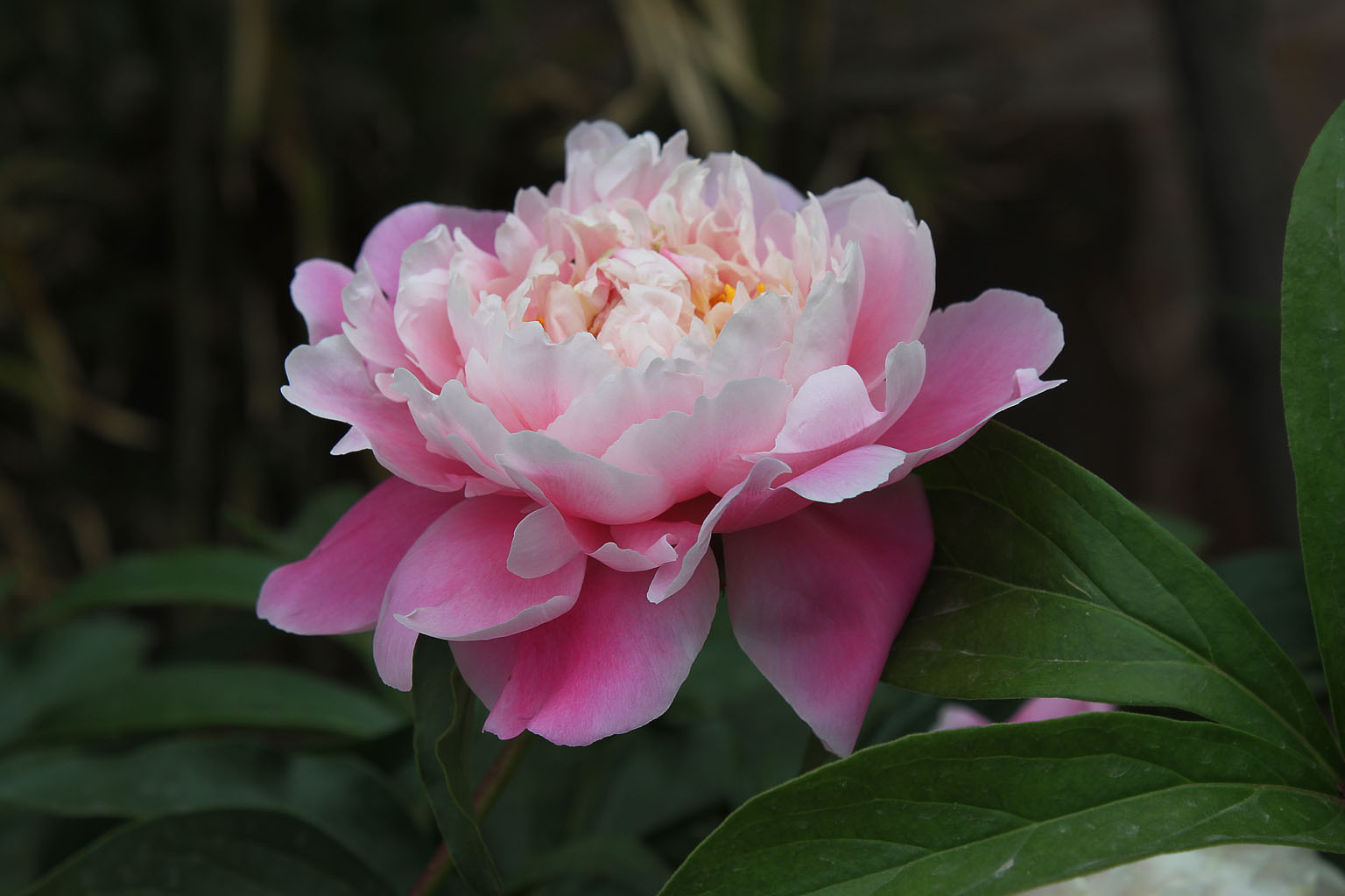  p>芍药科(paeoniaceae)植物世界上仅一属(芍药属  i>paeonia l /i>.