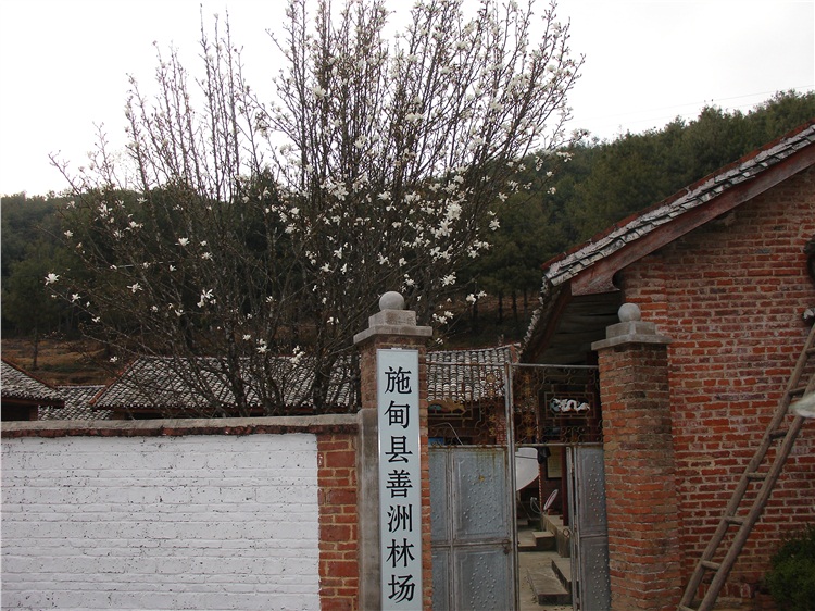 善洲林场